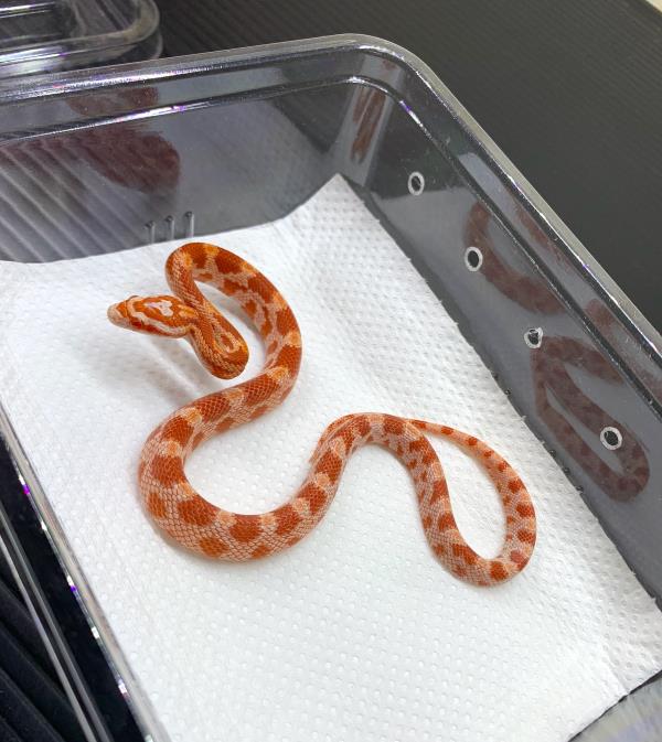 アメラニ　♂