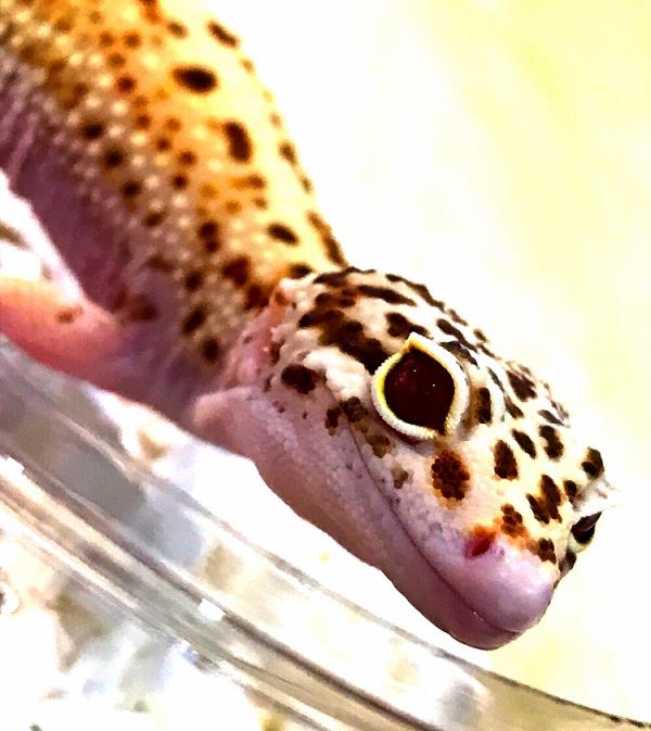 エクリプス