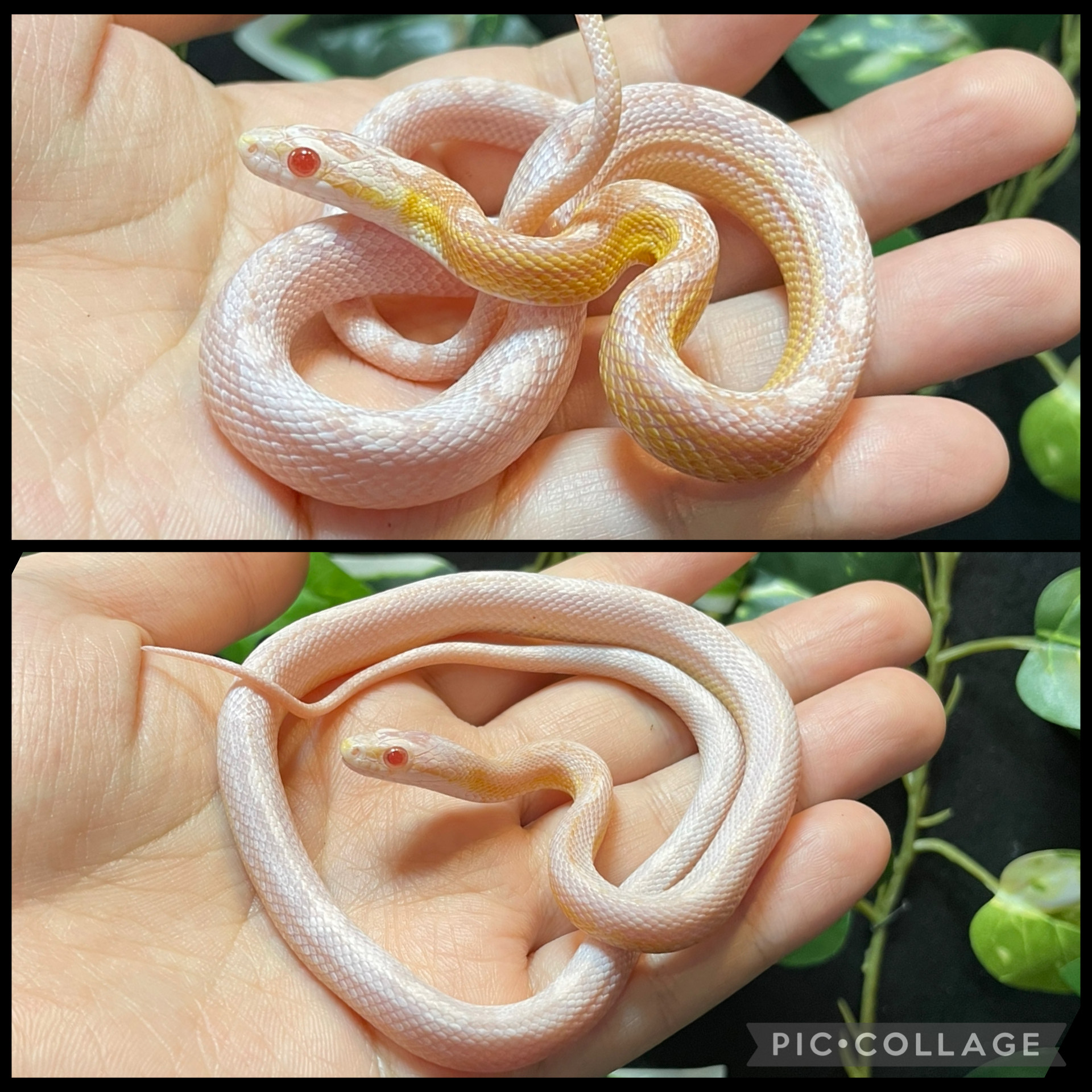 VIPPER はちゅコレ